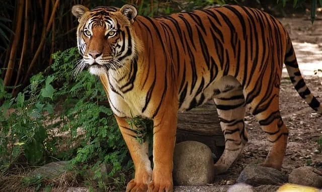 Cómo es la piel del tigre bajo su pelaje