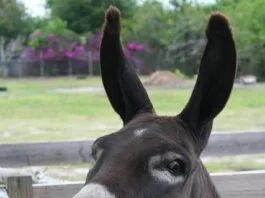 Refranes de burros