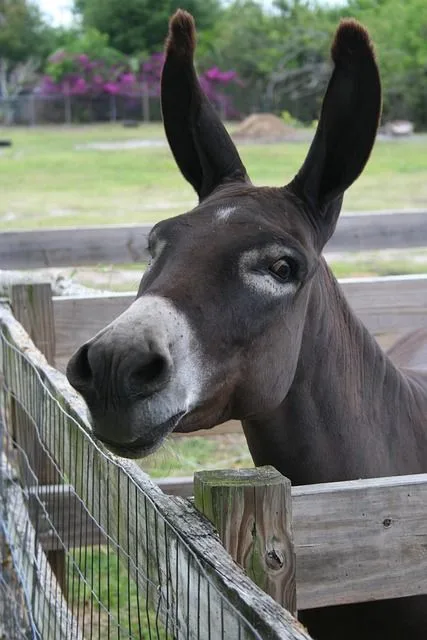 Refranes de burros