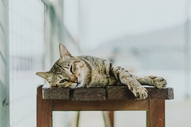 Gatitos Gatitos