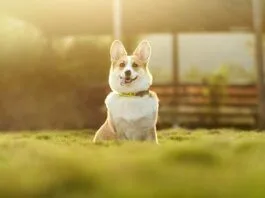 Cosas que tu perro entiende mejor que tu ex