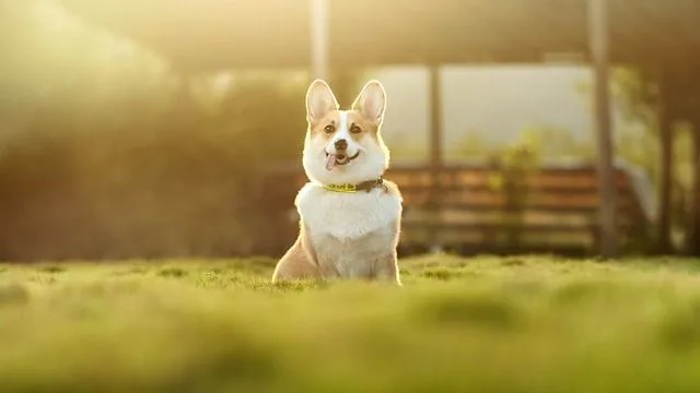 Cosas que tu perro entiende mejor que tu ex