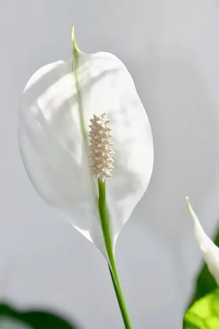 Spathiphyllum Wallisii Spathiphyllum Wallisii