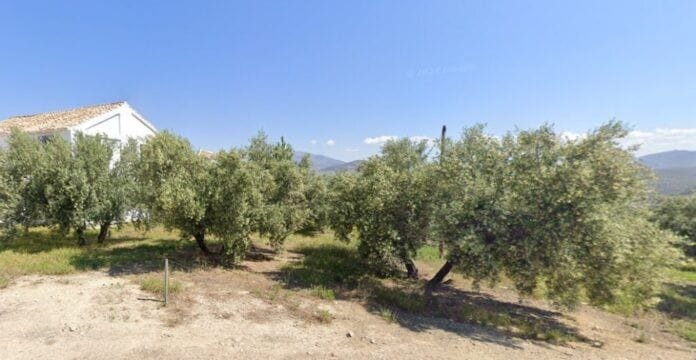 Podar olivos en fuente tójar