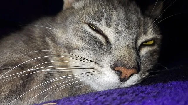 El plan secreto de tu gato para gobernar la casa