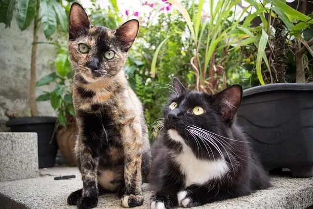 Cómo evitar que los gatos se peleen entre sí