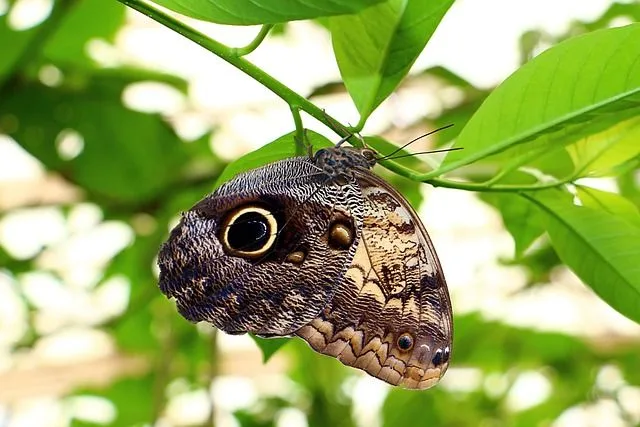 ¿Qué significa cuando te visita una mariposa?