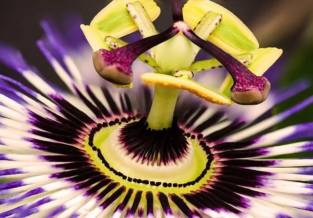 Fruta de la pasión Fruta de la pasión