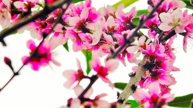 100 nombres de flores en español