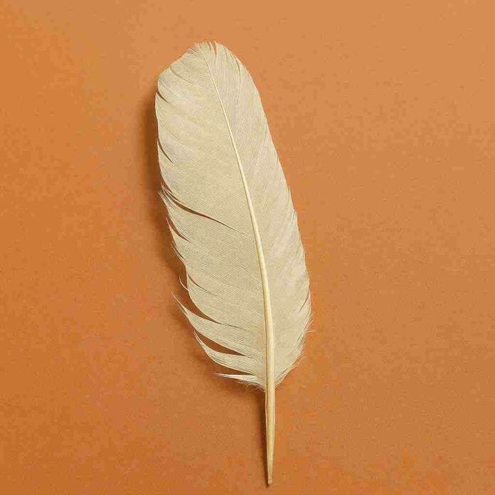 encontrar pluma blanca