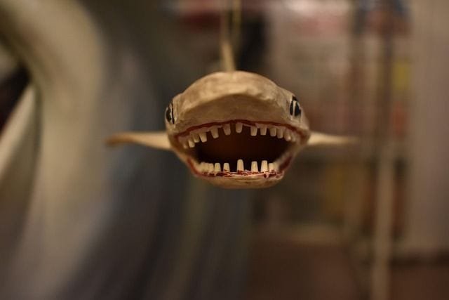 peli de tiburones peli de tiburones