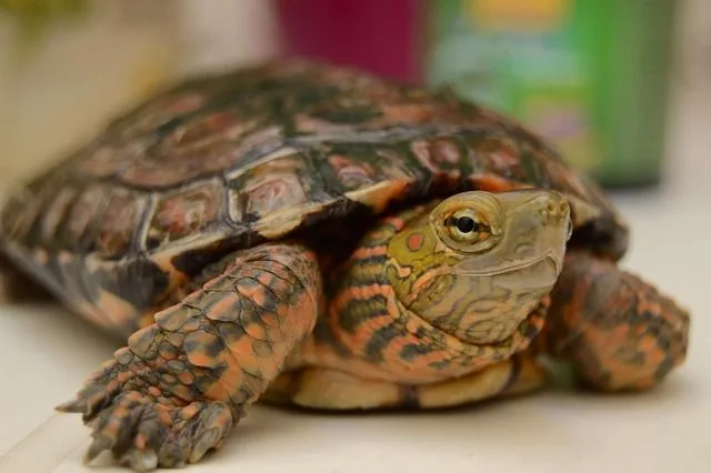 Qué hacer si mi tortuga no quiere comer
