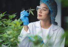 Estas son las razones que explican el auge del CBD Estas son las razones que explican el auge del CBD