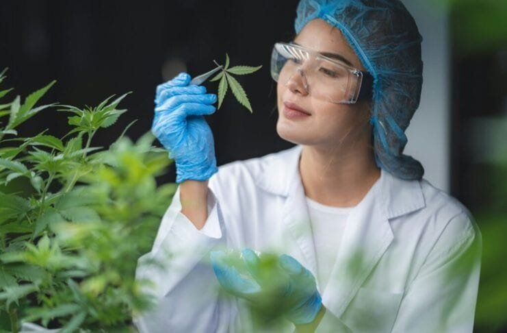 Estas son las razones que explican el auge del CBD