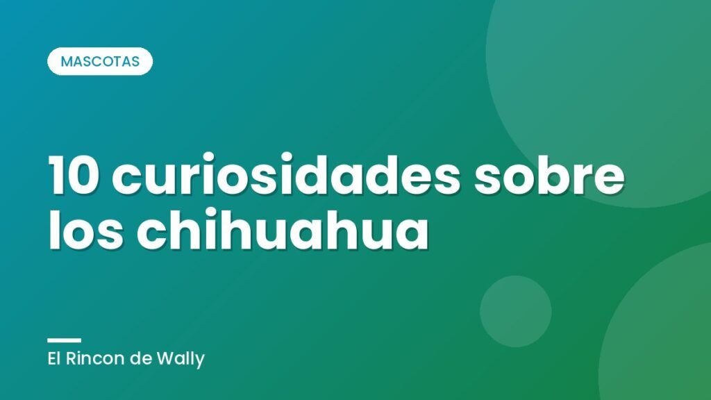 10 curiosidades sobre los chihuahua
