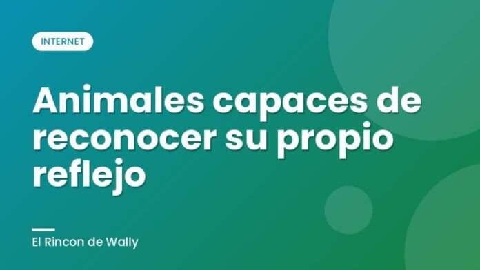 Animales capaces de reconocer su propio reflejo