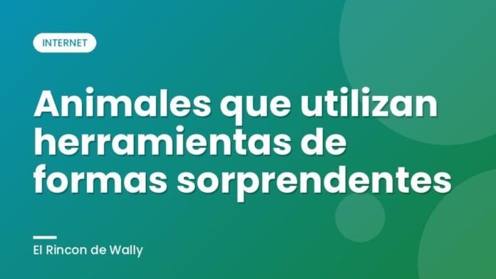 Animales que utilizan herramientas de formas sorprendentes Animales que utilizan herramientas de formas sorprendentes