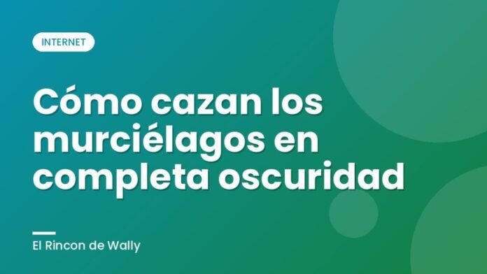 Cómo cazan los murciélagos en completa oscuridad Cómo cazan los murciélagos en completa oscuridad