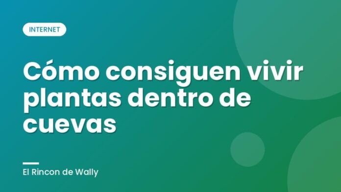 Cómo consiguen vivir plantas dentro de cuevas