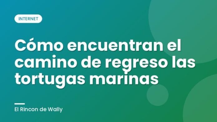 Cómo encuentran el camino de regreso las tortugas marinas