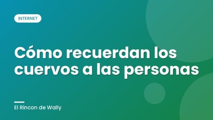 Cómo recuerdan los cuervos a las personas Cómo recuerdan los cuervos a las personas