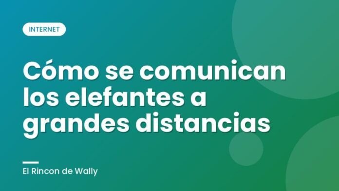 Cómo se comunican los elefantes a grandes distancias Cómo se comunican los elefantes a grandes distancias