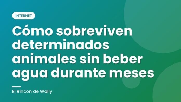 Cómo sobreviven determinados animales sin beber agua durante meses