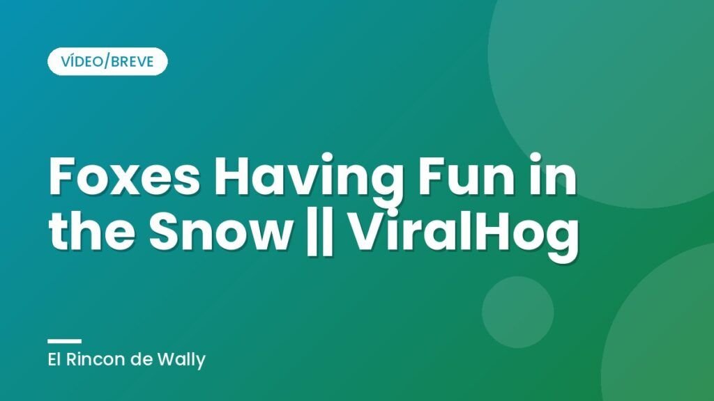 Foxes Having Fun in the Snow || ViralHog