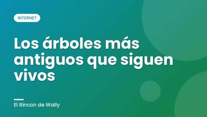 Los árboles más antiguos que siguen vivos Los árboles más antiguos que siguen vivos