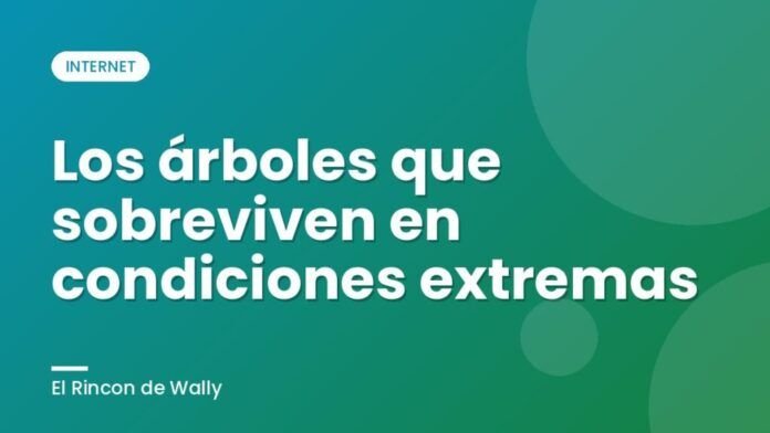 Los árboles que sobreviven en condiciones extremas