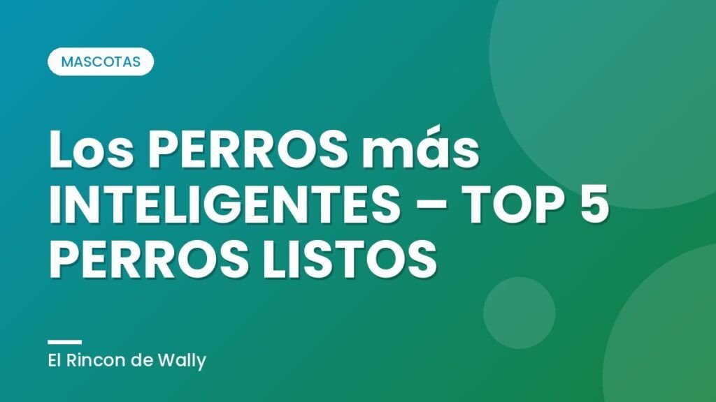 Los PERROS más INTELIGENTES – TOP 5 PERROS LISTOS