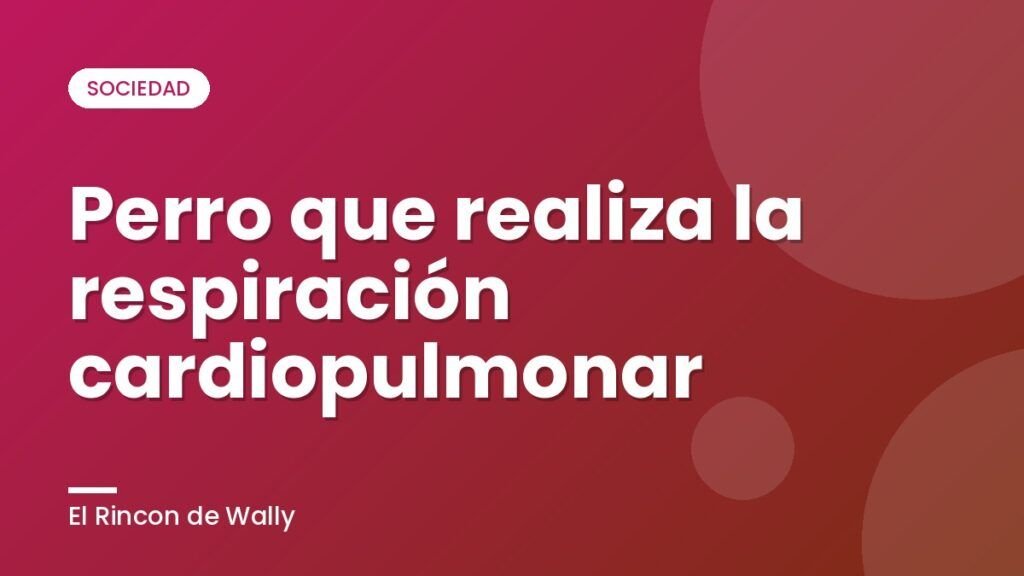 Perro que realiza la respiración cardiopulmonar