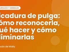 Picadura de pulga: cómo reconocerla, qué hacer y cómo eliminarlas