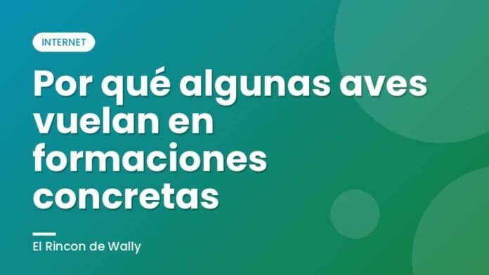 Por qué algunas aves vuelan en formaciones concretas Por qué algunas aves vuelan en formaciones concretas