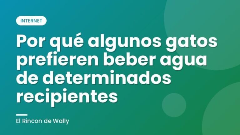 Por qué algunos gatos prefieren beber agua de determinados recipientes