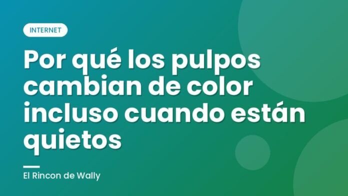 Por qué los pulpos cambian de color incluso cuando están quietos